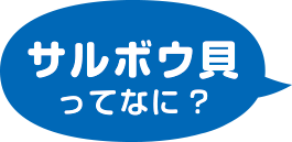 サルボウ貝ってなに？